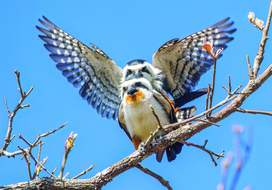 Một đôi cắt nhỏ bụng hung (Collared Falconet - Microhierax caerulescens) chụp ở Vườn quốc gia Yok Don, Buôn Đôn, Đắk Lắk. Ảnh NGUYỄN PHỐ