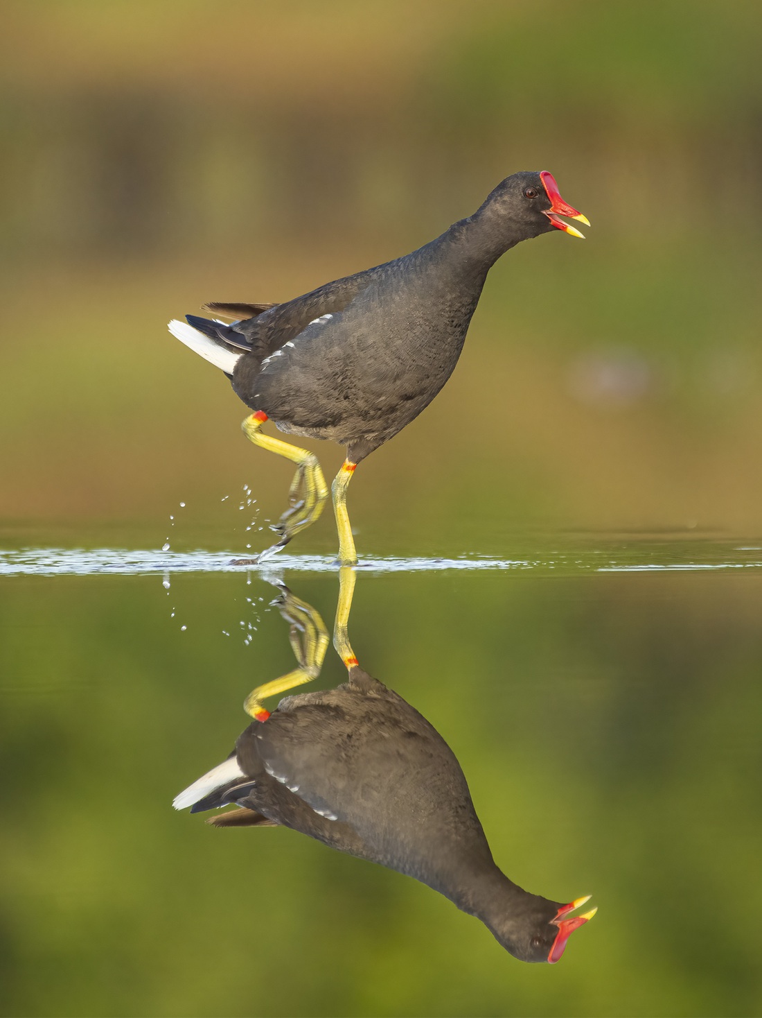 Chim trích ré (Ảnh: Nguyễn Phố)