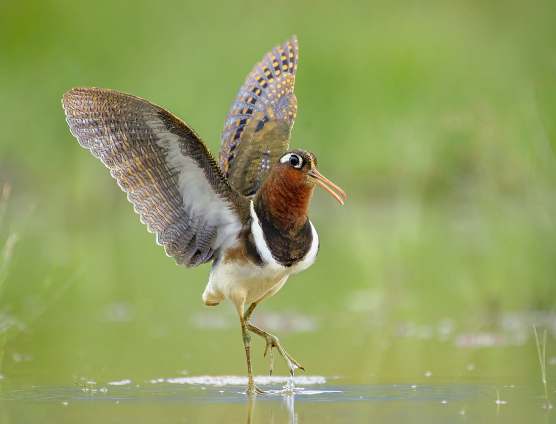 Chim nhát hoa (Ảnh: Nguyễn Phố)