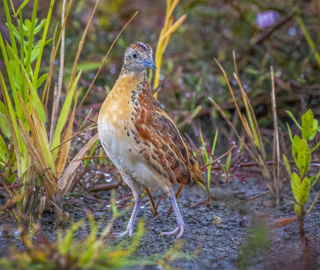 Chim cun cút nhỏ (Ảnh: Nguyễn Phố)