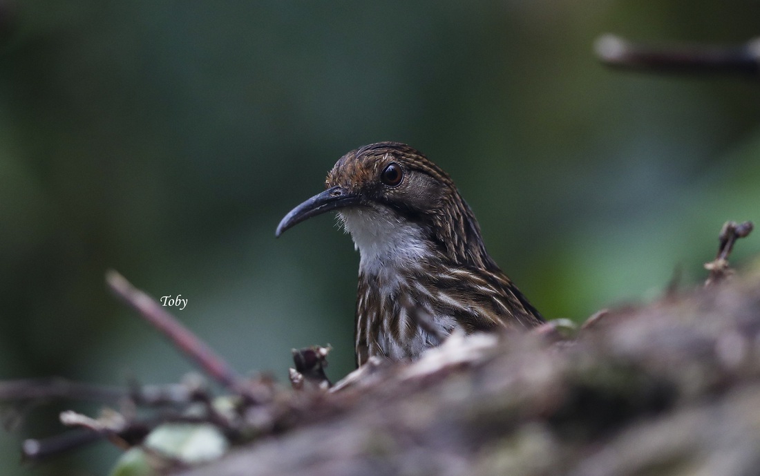 Khướu đuôi cụt (Ảnh: Toby Trung)