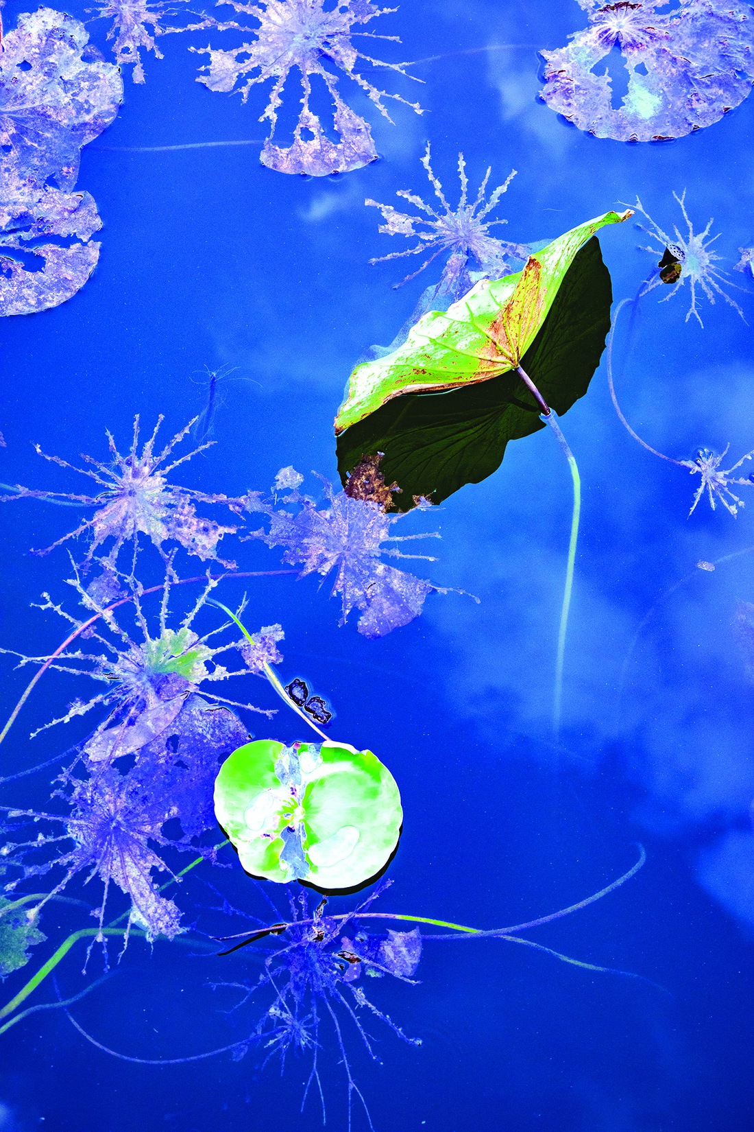 Nhiếp ảnh - Ảnh 2.