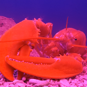 Thiên nhiên độc lạ và những câu chuyện bất ngờ, thú vị