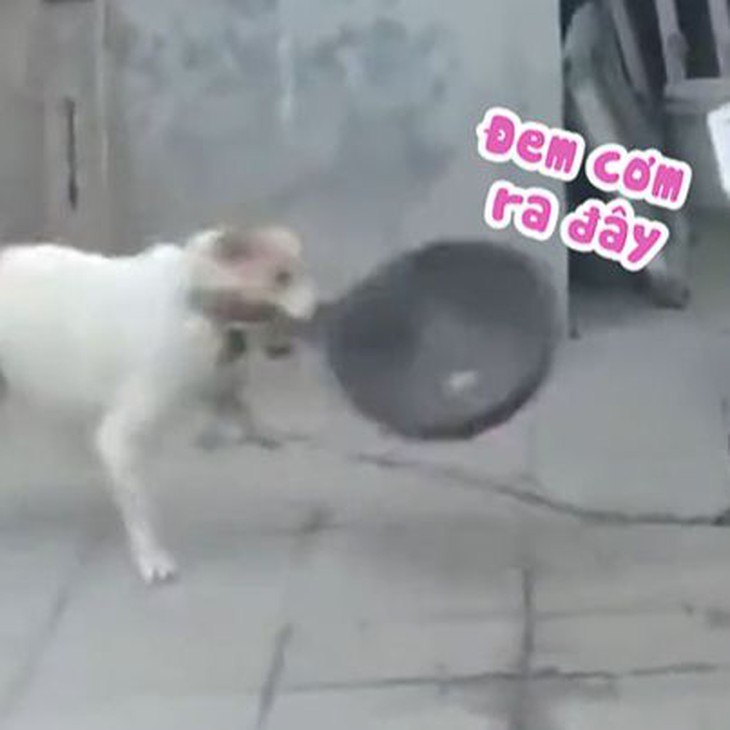 Chú chó đói bụng đòi ăn cơm phong cách 