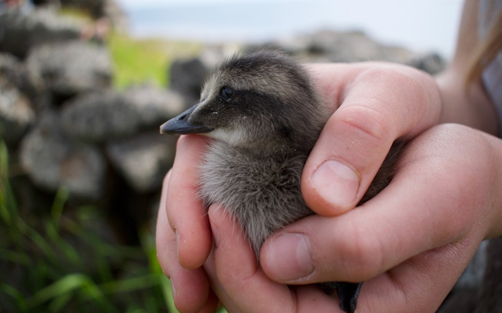 Chiếc lông vũ có giá đắt kỷ lục thế giới, hơn 700 triệu đồng- Ảnh 3.