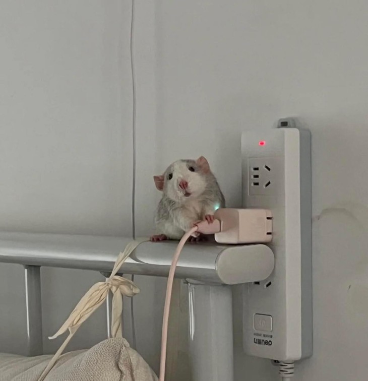 Ảnh vui 10-10: Kẻ tổn thương lại muốn đi làm tổn thương người khác - Ảnh 2.