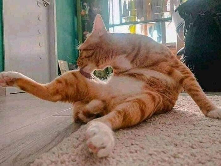 Ảnh vui 18-10: Bé Mỡ cười khinh bỉ hai gã đàn ông - Ảnh 4.