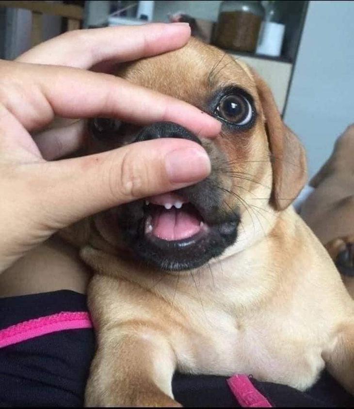 Loạt ảnh hài hước về thế giới động vật (P1) - Ảnh 3.