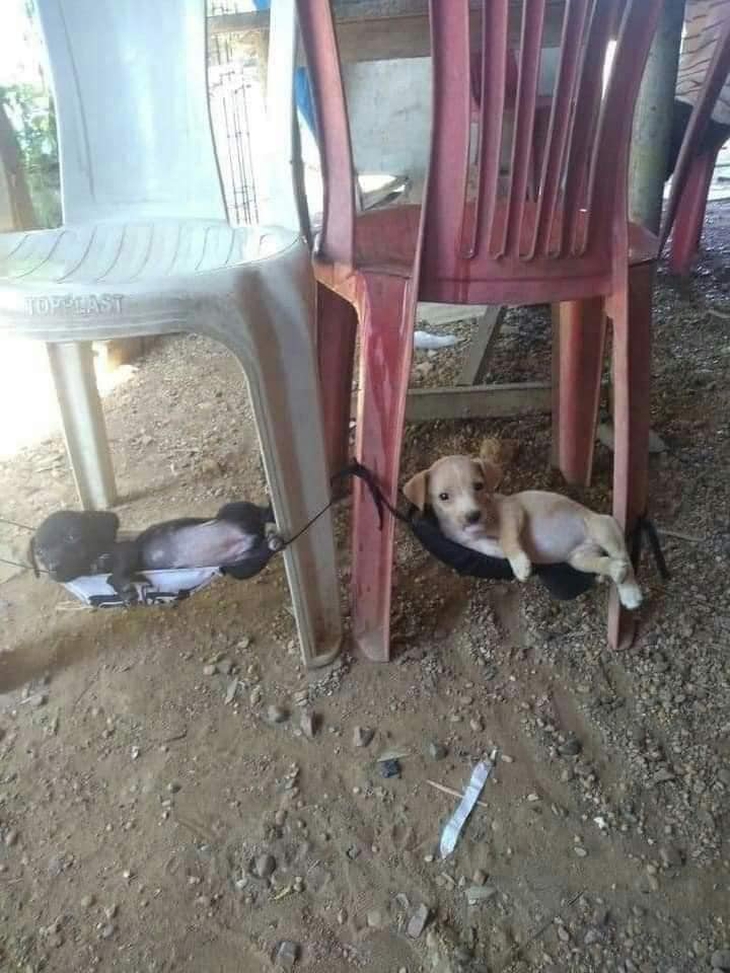 Loạt ảnh hài hước về thế giới động vật (P1) - Ảnh 7.