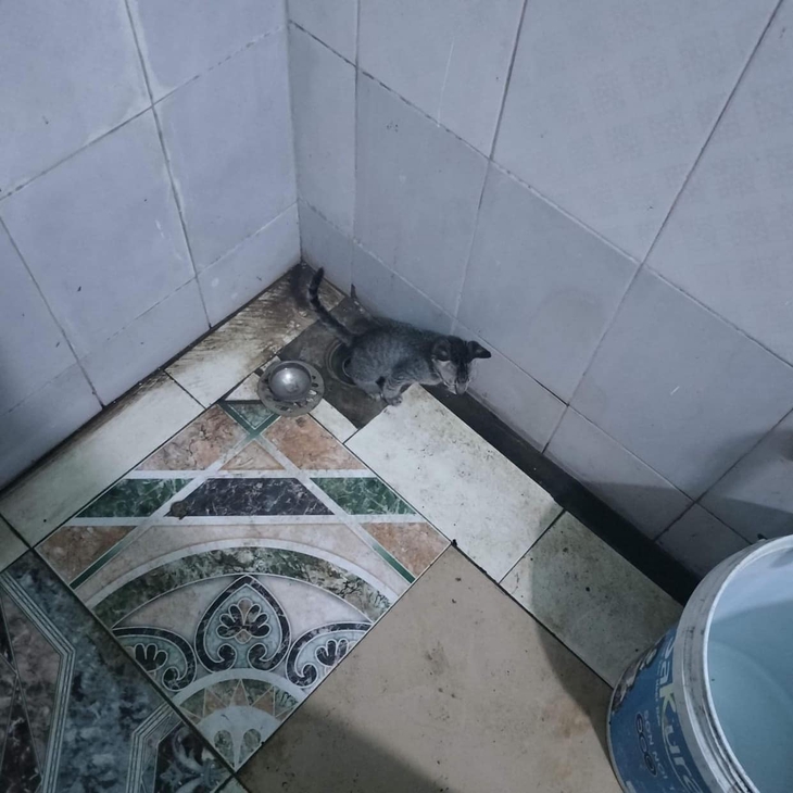 Ảnh vui 25-10: Con trai cưng ngâm Pokemon, siêu nhân vào rượu cho bố - Ảnh 4.