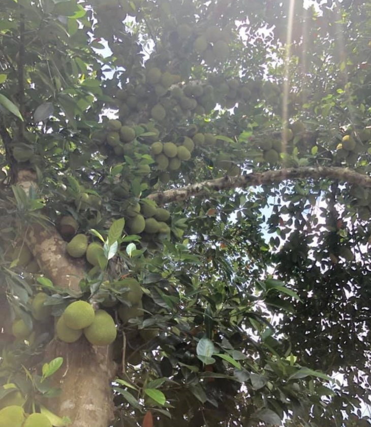 Tuyển tập loạt cây mít vỡ kế hoạch chi chít khiến ai đi ngang cũng thòm thèm - Ảnh 2.