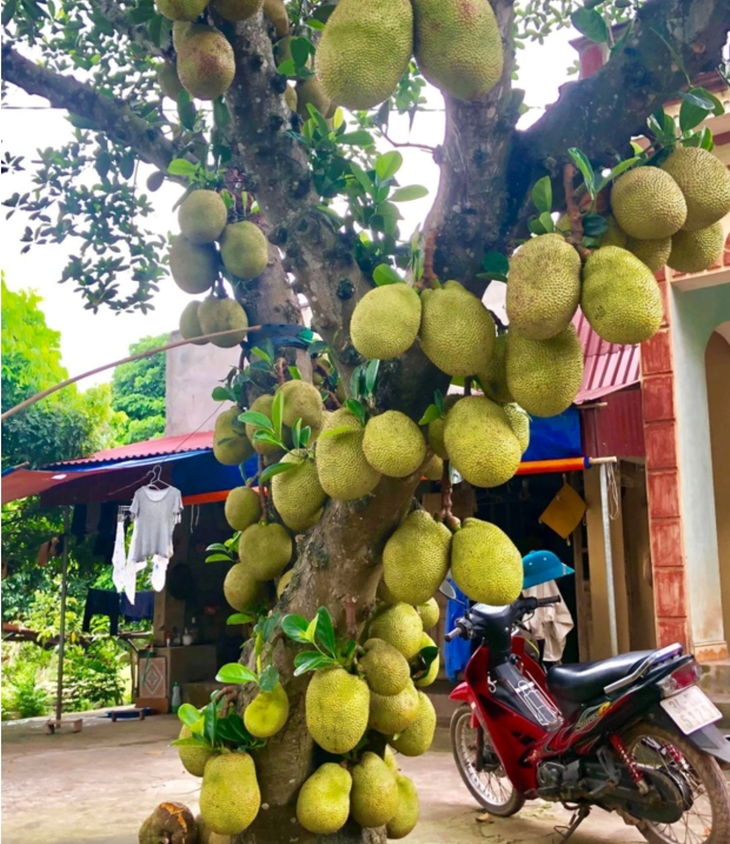 Tuyển tập loạt cây mít vỡ kế hoạch chi chít khiến ai đi ngang cũng thòm thèm - Ảnh 4.