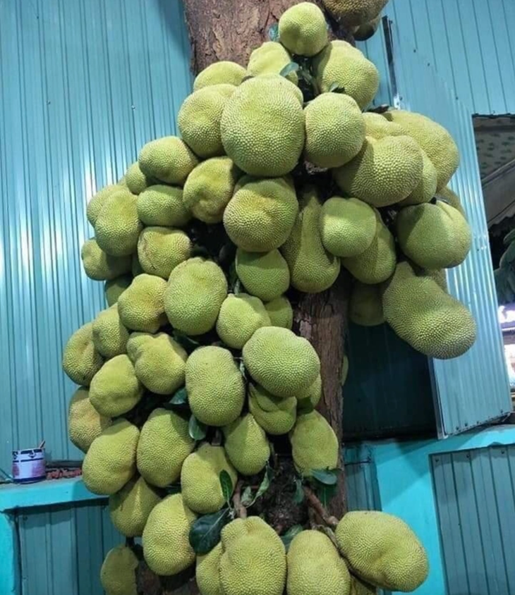 Tuyển tập loạt cây mít vỡ kế hoạch chi chít khiến ai đi ngang cũng thòm thèm - Ảnh 6.