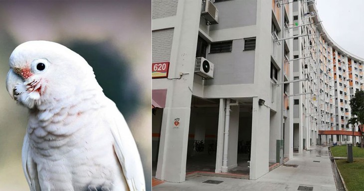 Phải bán nhà vì con vẹt hàng xóm nói như cái máy phát thanh - Ảnh 1.