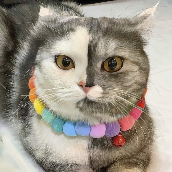 Ảnh vui 1-11: Ông bố chơi Halloween tới bến với con gái - Ảnh 6.