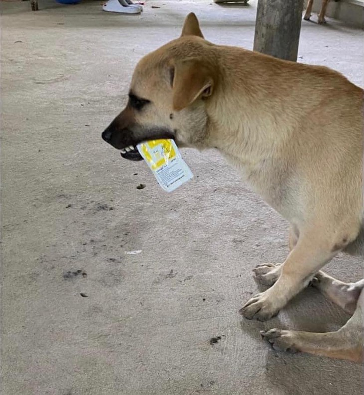 Ảnh vui 19-11: Chú cá tầm đột biến nằm ngủ mê say trong bể kiếng - Ảnh 4.