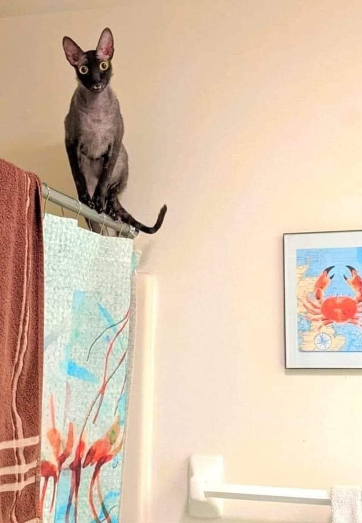 Ảnh vui 25-11: Bồ Đào Nha thắng, ai tên Ronaldo được lấy ráy tai miễn phí - Ảnh 3.