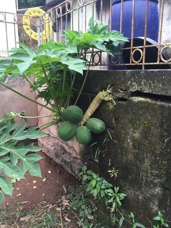 Ảnh vui 25-11: Bồ Đào Nha thắng, ai tên Ronaldo được lấy ráy tai miễn phí - Ảnh 4.