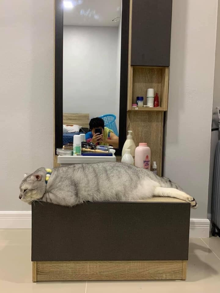 Ảnh vui 10-12: Chú mèo tiên tri dự đoán trúng phóc vận mệnh tuyển Brazil - Ảnh 6.