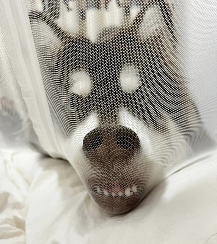 Ảnh vui 24-12: Tìm X, biết 2X = 4X - 8 - Ảnh 3.