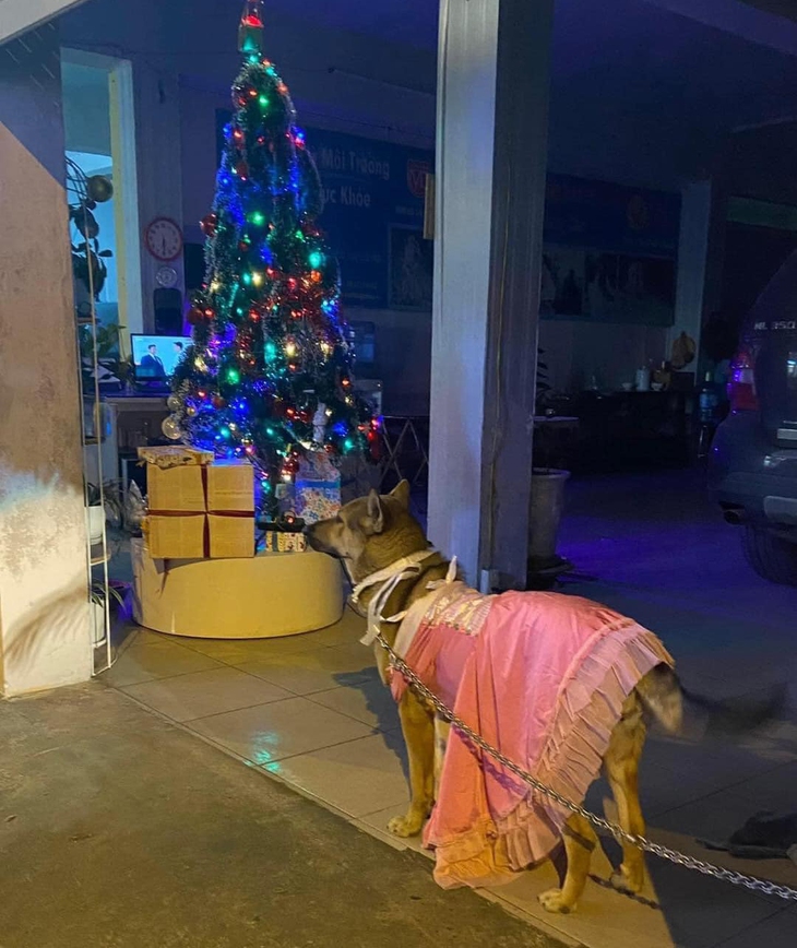 Cô chó được thay loạt outfit hàng hiệu cực yêu giữa trời đông - Ảnh 1.