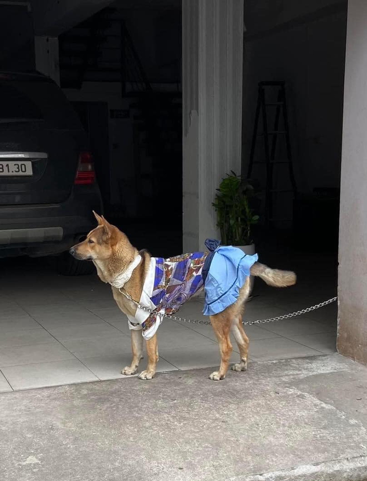 Cô chó được thay loạt outfit hàng hiệu cực yêu giữa trời đông - Ảnh 3.