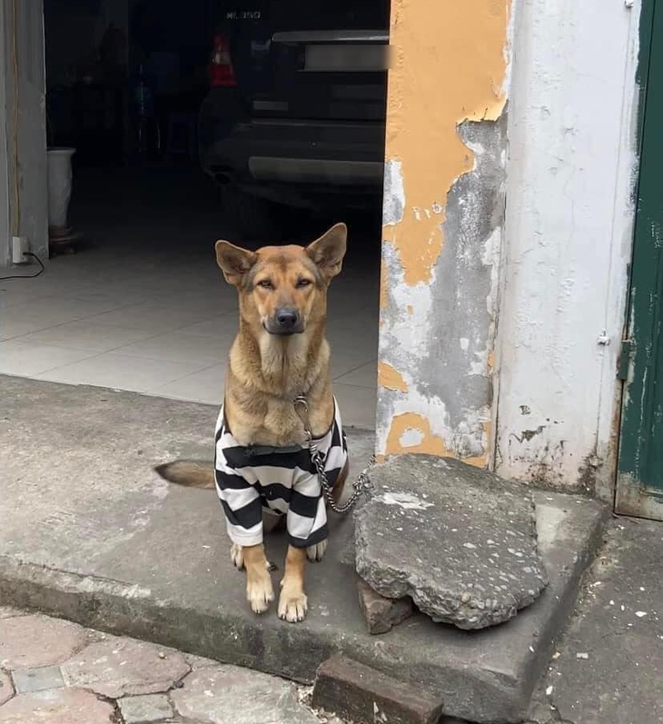 Cô chó được thay loạt outfit hàng hiệu cực yêu giữa trời đông - Ảnh 4.