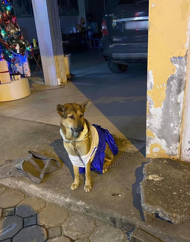 Cô chó được thay loạt outfit hàng hiệu cực yêu giữa trời đông - Ảnh 6.