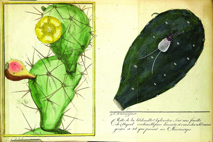 Màu của năm 2023: Từ con bọ yên chi tới thông điệp sắc màu hiện đại - Ảnh 4.