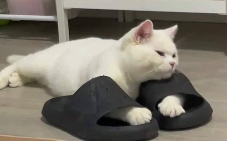 Ảnh vui 7-12: Chú mèo quyết 