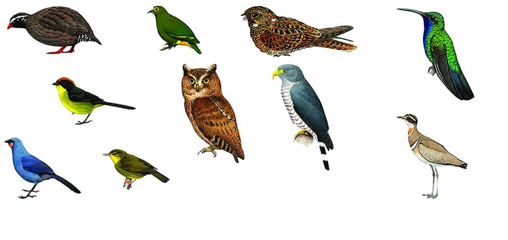 Những con chim ẩn mình… chờ sống - Ảnh 4.