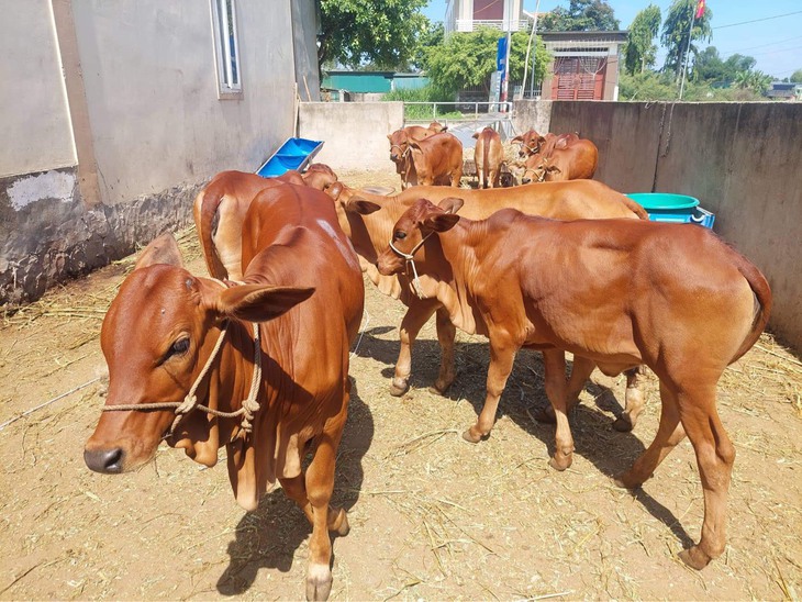 Ôi thần linh ơi, hoa hậu tặng bò giống giúp người nghèo kế sinh nhai! - Ảnh 3.