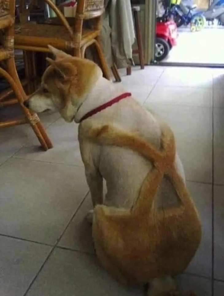 Ảnh vui 17-8: Vợ giận chồng xếp gạch xây tường ngăn đôi chiếc giường - Ảnh 5.