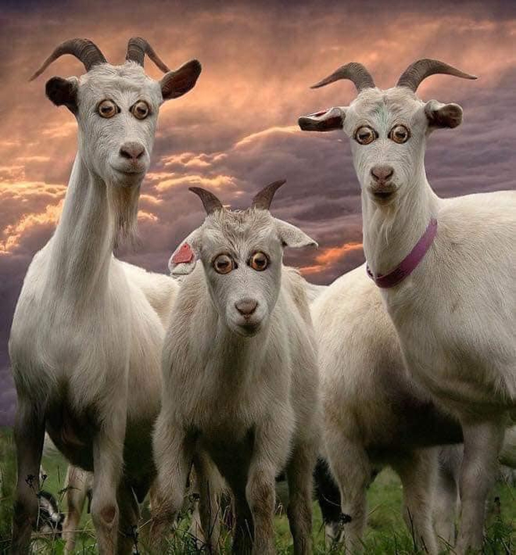 Ét-ô-ét: Sẽ ra sao khi động vật có mắt ở phía trước?! - Ảnh 1.