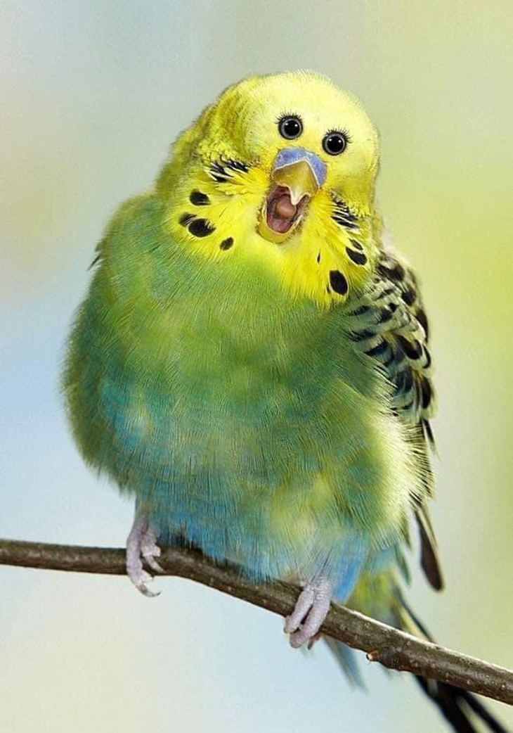 Ét-ô-ét: Sẽ ra sao khi động vật có mắt ở phía trước?! - Ảnh 2.