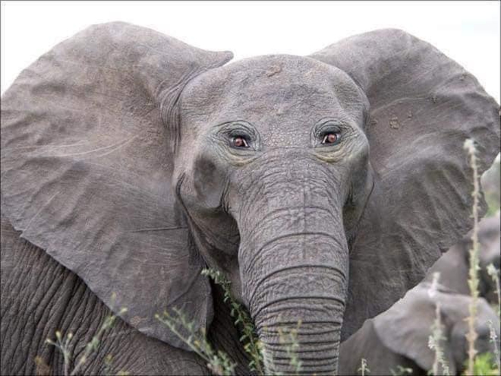 Ét-ô-ét: Sẽ ra sao khi động vật có mắt ở phía trước?! - Ảnh 3.