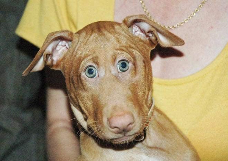 Ét-ô-ét: Sẽ ra sao khi động vật có mắt ở phía trước?! - Ảnh 7.