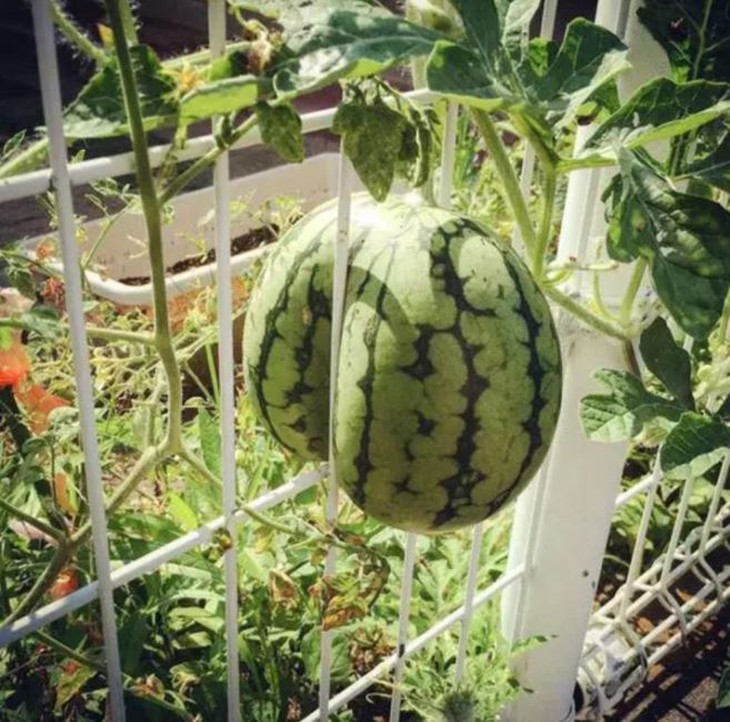 Muôn kiểu chọc tức gia chủ của những loại cây trồng - Ảnh 4.