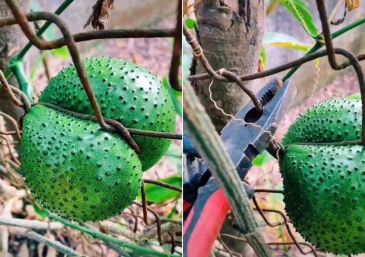 Muôn kiểu chọc tức gia chủ của những loại cây trồng - Ảnh 5.