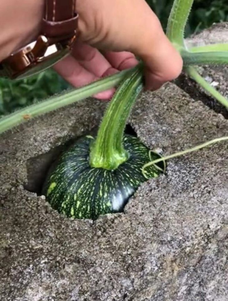 Muôn kiểu chọc tức gia chủ của những loại cây trồng - Ảnh 6.