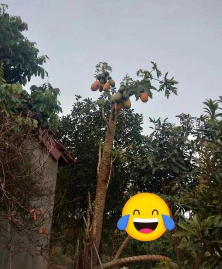 Muôn kiểu chọc tức gia chủ của những loại cây trồng - Ảnh 7.