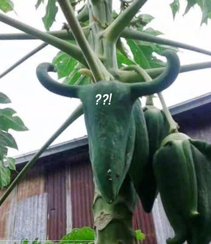 Muôn kiểu chọc tức gia chủ của những loại cây trồng - Ảnh 1.