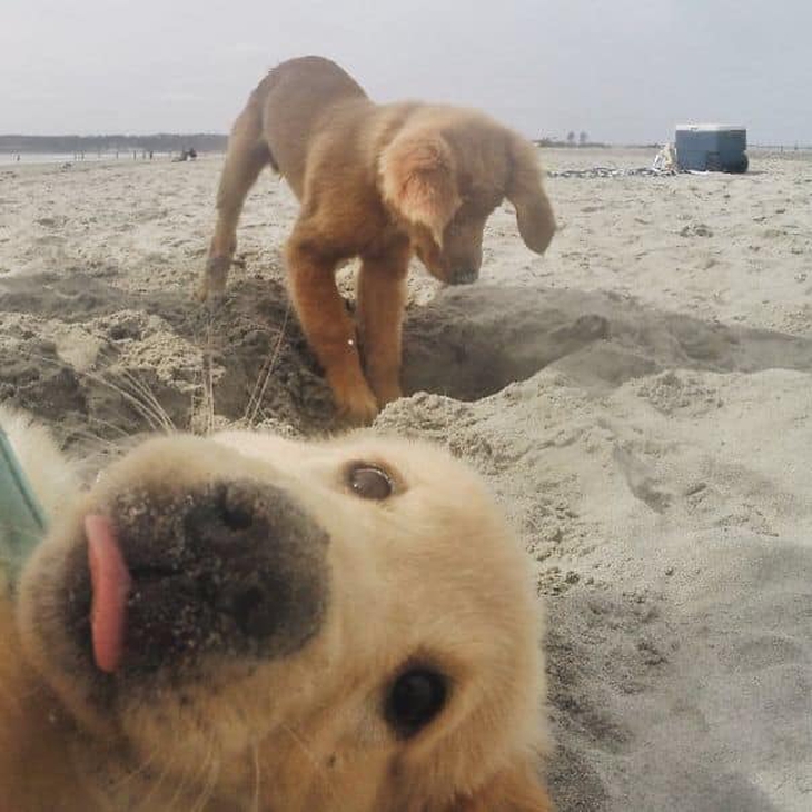 Những chú chó phá bĩnh tạo nên khoảnh khắc hài hước để đời - Ảnh 7.