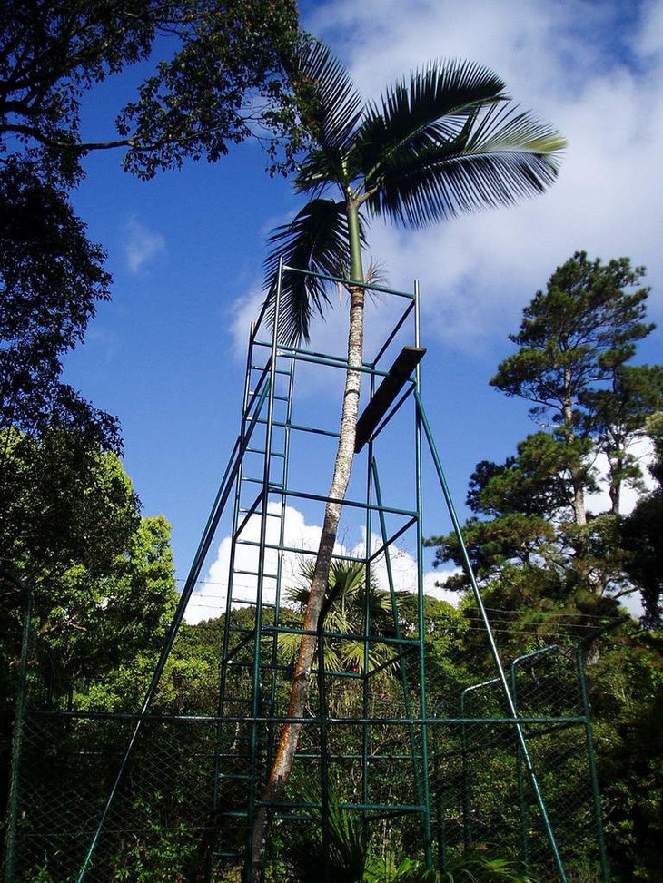 Đời cây cô đơn… - Ảnh 1.