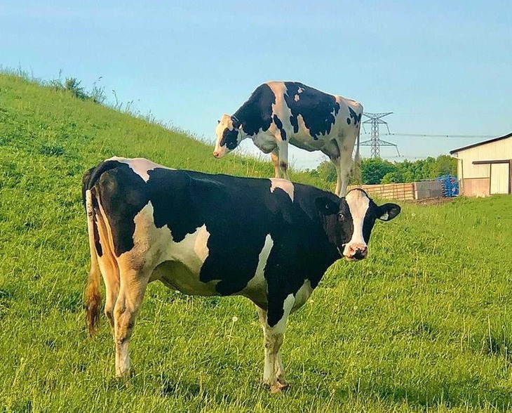 Dân tình rối não vì những bức ảnh gây hoang mang thị giác - Ảnh 1.