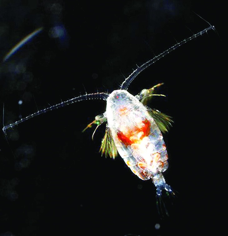 Hành trình di cư vĩ đại nhất thế giới - Ảnh 3.