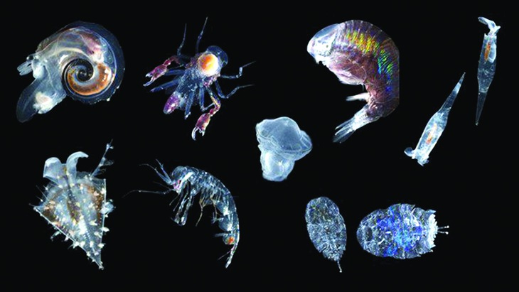 Hành trình di cư vĩ đại nhất thế giới - Ảnh 1.