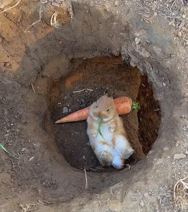 Ảnh vui 14-1: Xôi cá chép cúng ông Táo về trời khác ảnh quảng cáo - Ảnh 3.