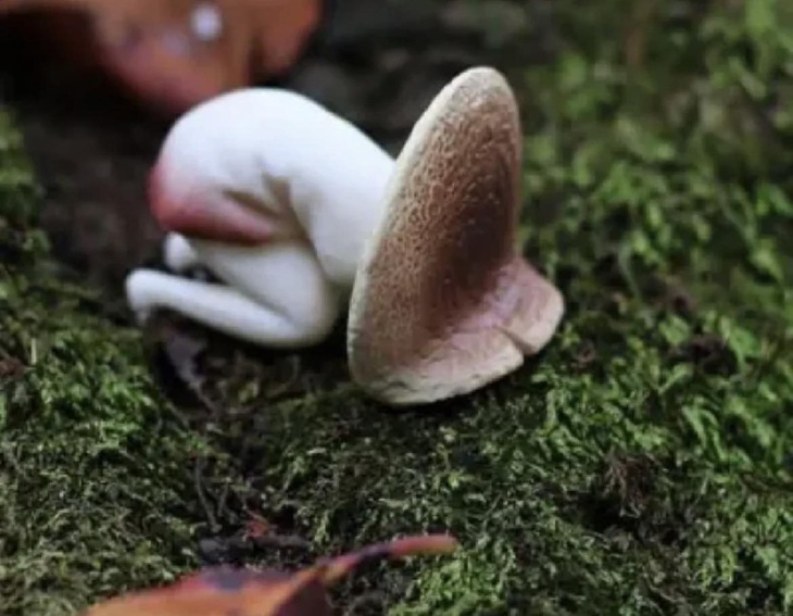 Ảnh vui 14-1: Xôi cá chép cúng ông Táo về trời khác ảnh quảng cáo - Ảnh 6.