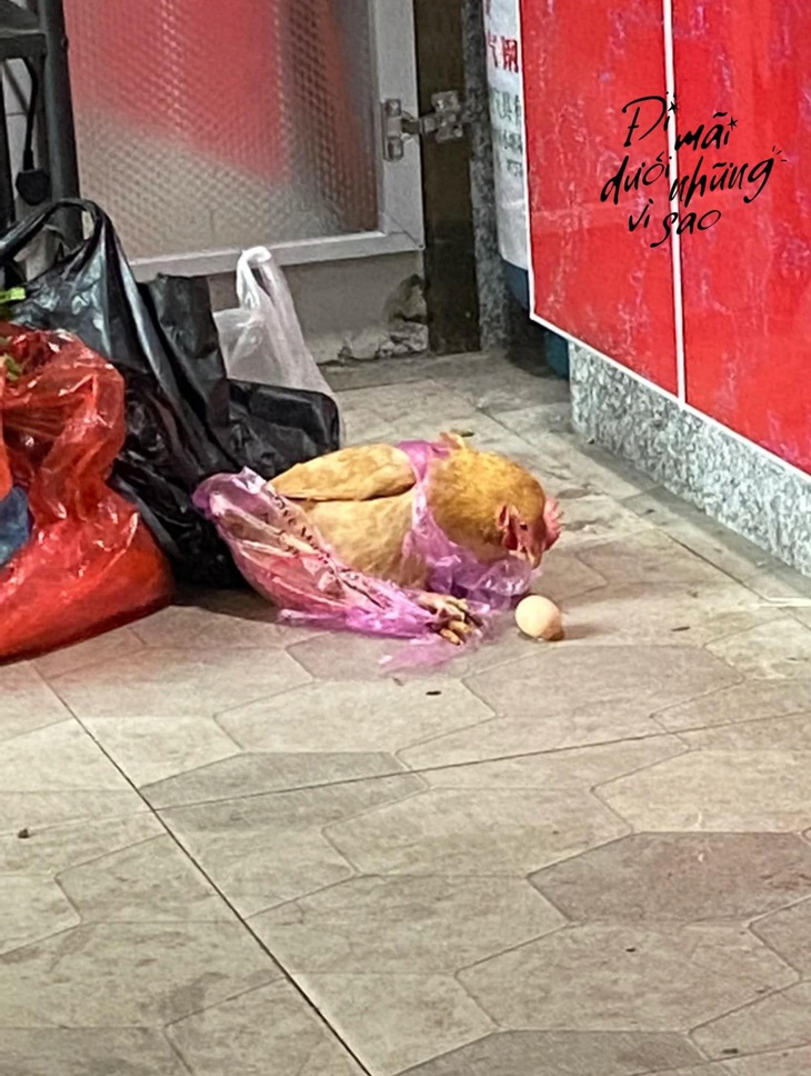 Ảnh vui 16-1: Đưa cả gia tài về quê ăn Tết - Ảnh 3.